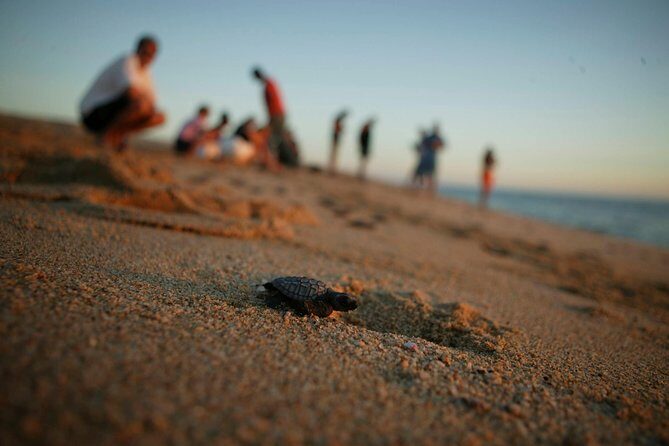 Los Cabos Turtle Release Eco-Experience - An In-Depth Look at the Tour