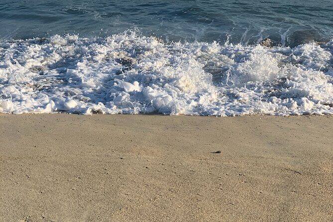 Los Cabos Turtle Release Eco-Experience - The Sum Up: Who Will Love This Tour?