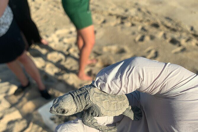 Los Cabos Turtle Release Eco-Experience - FAQ