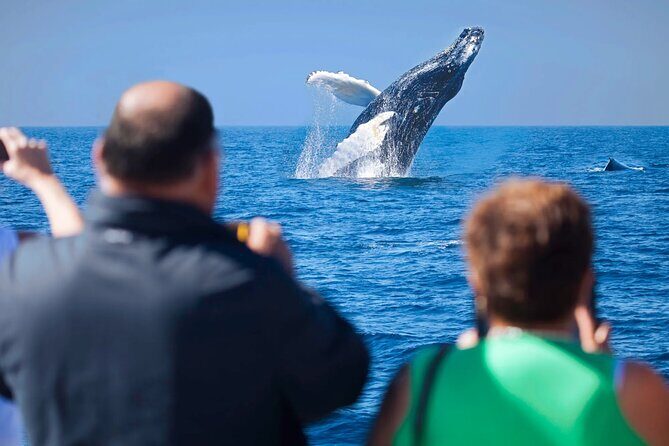 Los Cabos Whale Watching Adventure with Snacks and Drinks - An In-Depth Look at the Whale Watching Experience