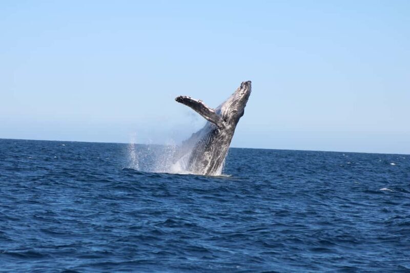 Los Cabos: Whale Watching and Safari - Key Points