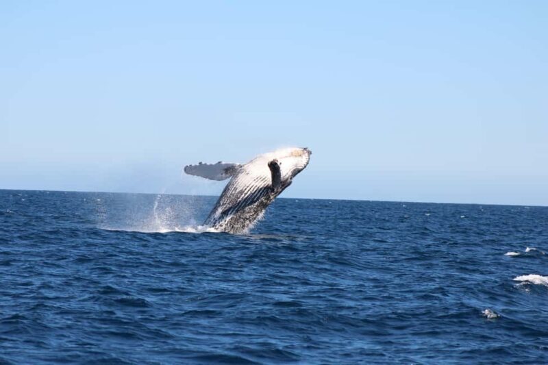 Los Cabos: Whale Watching and Safari - What to Expect on the Whale Watching and Safari Tour
