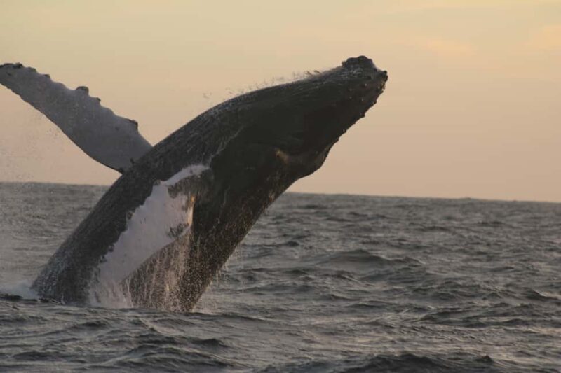 Los Cabos: Whale Watching and Safari - The Experience from a Traveler’s Perspective