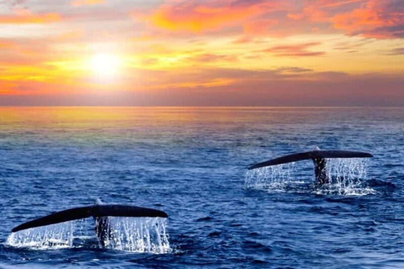 Los Cabos: Whale Watching and Sunset Catamaran Cruise - Setting Sail in Baja: What to Expect