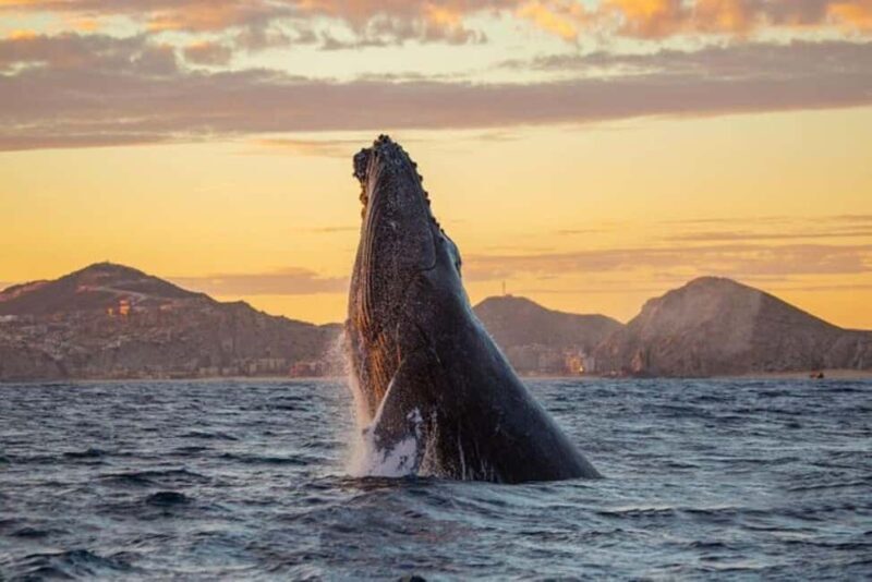 Los Cabos: Whale Watching and Sunset Catamaran Cruise - Who Should Consider This Tour