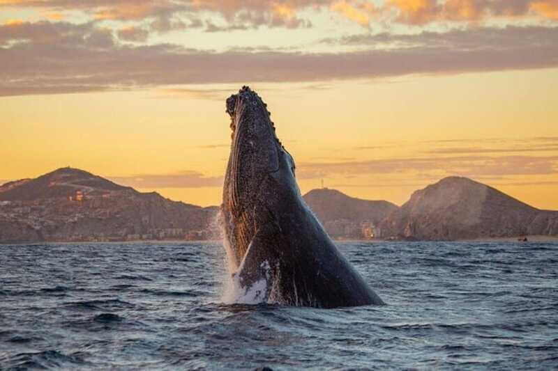 Los Cabos: Whale Watching and Sunset Catamaran Cruise - Frequently Asked Questions
