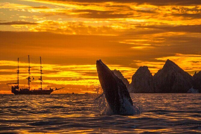 Los Cabos Whale Watching and Sunset Tour - The Practical Details