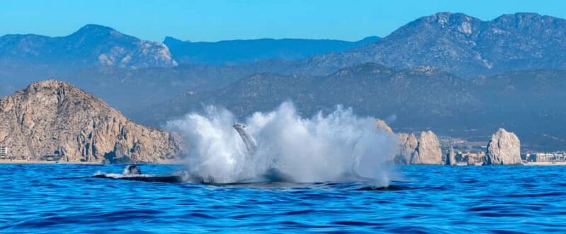 Los Cabos: Whale Watching by Glass Bottom Boat - Introduction