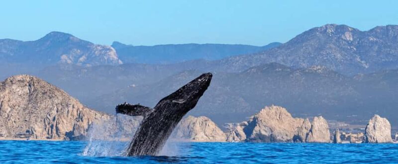 Los Cabos: Whale Watching by Glass Bottom Boat - The Itinerary Breakdown
