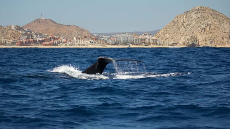 Los Cabos: Whale Watching by Glass Bottom Boat - What to Pack and Expect