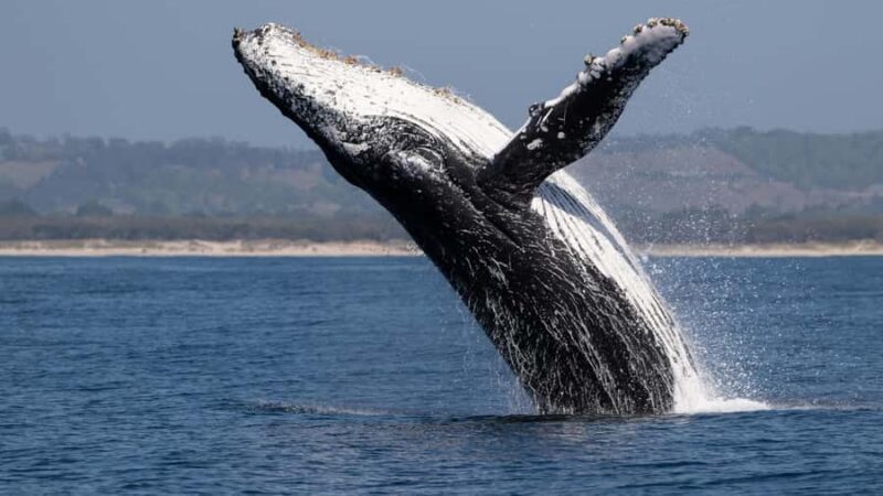 Los Cabos: Whale Watching by Glass Bottom Boat - Comparing to Other Tours