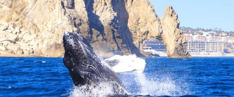 Los Cabos: Whale Watching by Glass Bottom Boat - Final Verdict