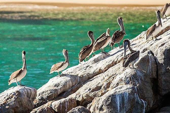 Los Cabos Whale Watching Cruise Including Breakfast - Cancellation Policy
