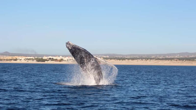 Los Cabos: Whale Watching Tour with Tequila Tasting - What to Expect: Practical Details