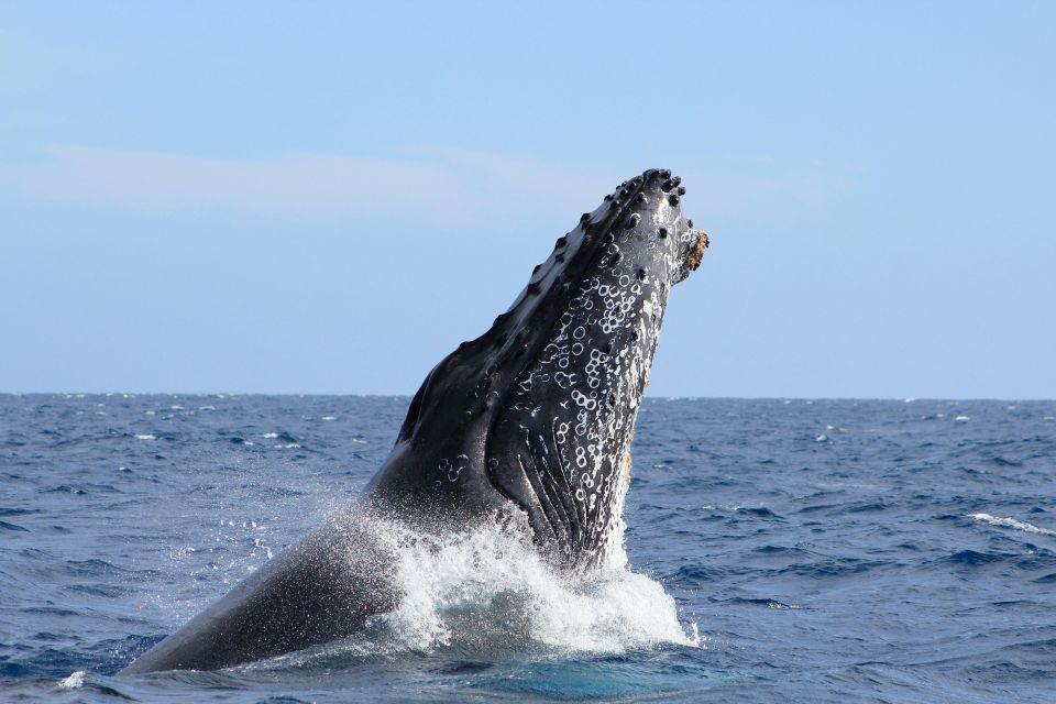 Los Cabos: Whale Watching (Transport and Pictures Included) - Pickup and Drop-off Locations