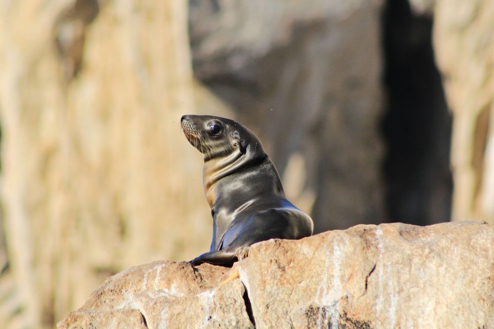 Los Cabos: Whale Watching (Transport and Pictures Included) - Recommended Attire and Gear
