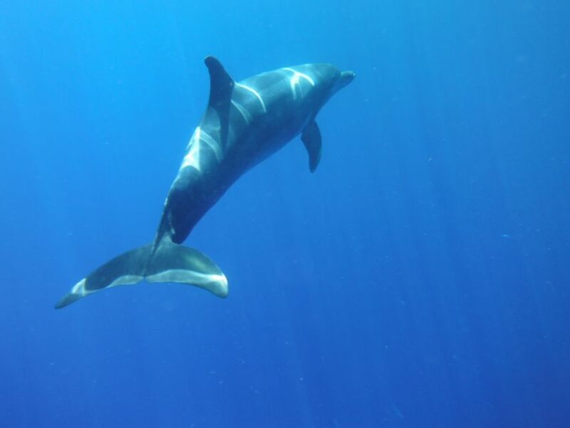 Los Cristianos: Kayak and Snorkel With Turtles and Photos - Highlights of the Experience