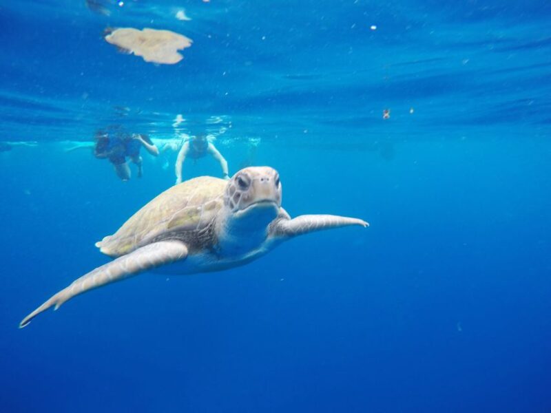 Los Cristianos: Kayak and Snorkel With Turtles and Photos - Included Equipment and Amenities
