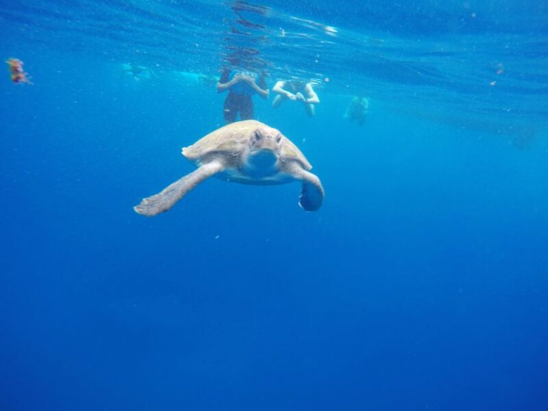 Los Cristianos: Kayak and Snorkel With Turtles and Photos - What to Bring
