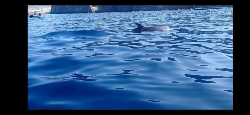 Los Cristianos: Kayak & Snorkel Tour with turtles and photos included - Who Will Love This Tour?