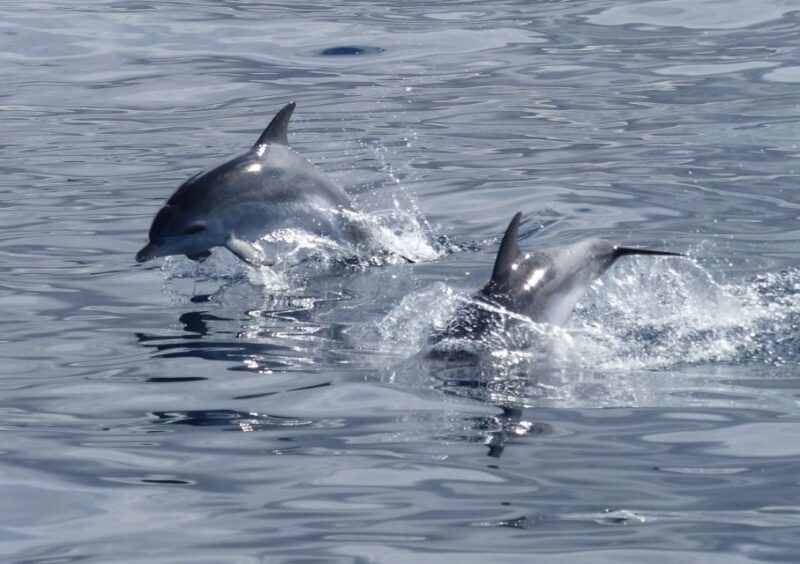 Los Cristianos: Respectful No-Chase Whale and Dolphin Cruise - An Honest Look at the Los Cristianos Whale and Dolphin Cruise