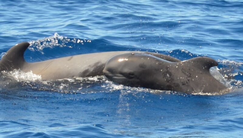 Los Cristianos: Respectful No-Chase Whale and Dolphin Cruise - Practical Details and Logistics