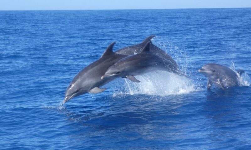 Los Cristianos: Respectful No-Chase Whale and Dolphin Cruise - Review Highlights from Passengers