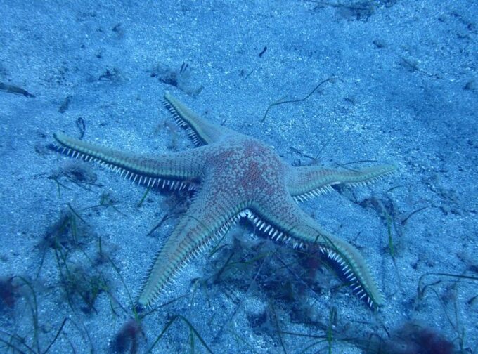 Los Cristianos: Try Dive for Beginners - Participant Requirements and Restrictions
