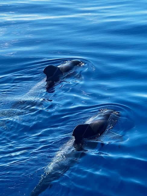 Los Cristianos: Whale Watching Cruise w/Swim Stop & Drinks - The Trip’s Practical Aspects