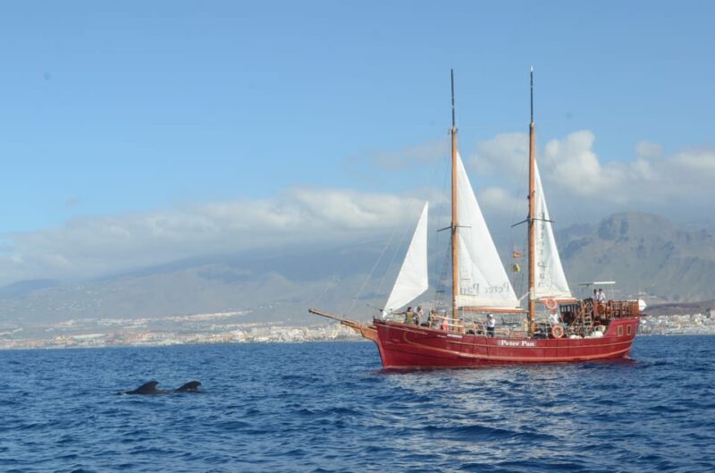 Los Cristianos: Whale-Watching Sailboat Tour 3 Hrs and Food. - Itinerary and Activities