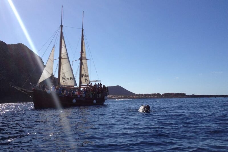 Los Cristianos: Whale-Watching Sailboat Tour 3 Hrs and Food. - Important Information and Restrictions