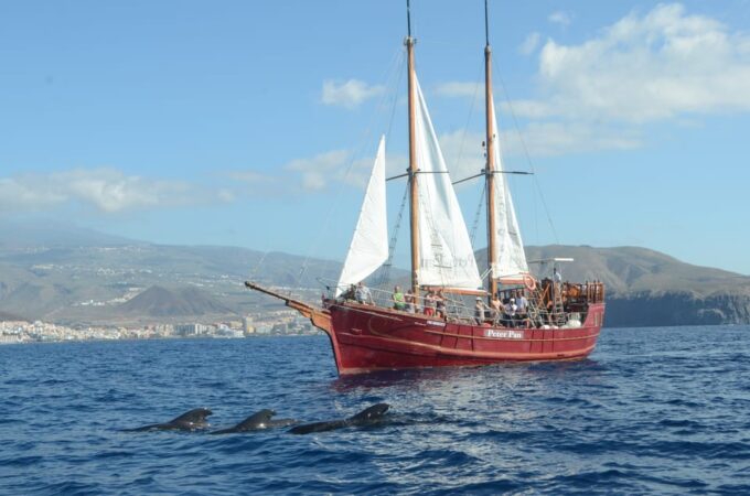 Los Cristianos: Whale-Watching Sailboat Tour 3 Hrs and Food. - Highlights of the Whale-Watching Tour