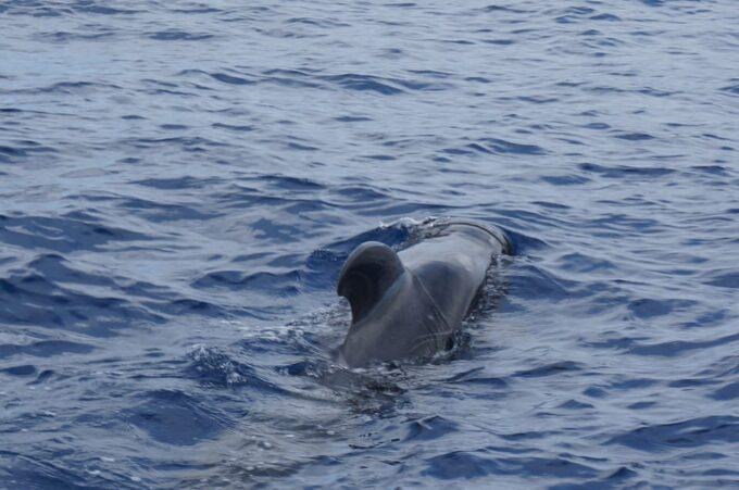 Los Cristianos: Whale-Watching Sailboat Tour 3 Hrs and Food. - Booking and Cancellation Policy
