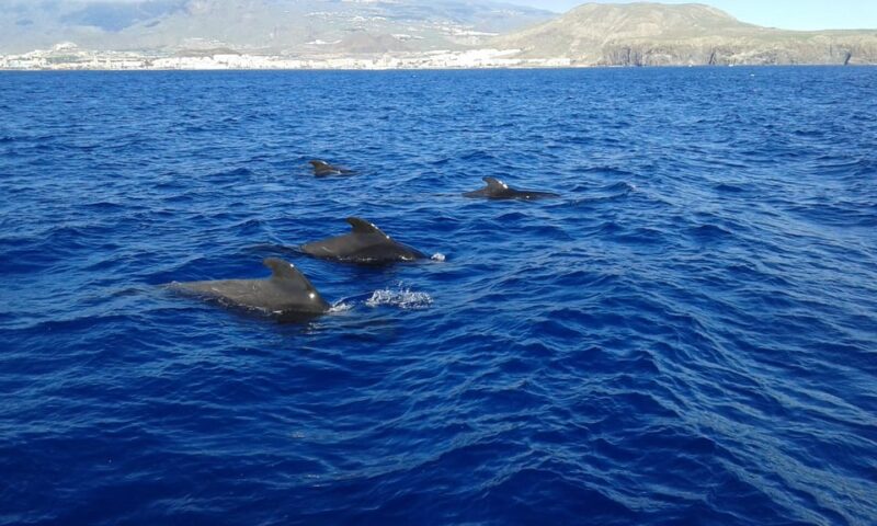 Los Cristianos: Whale Watching Tour With Swimming and Lunch on a Yacht for 22 Passengers - Customer Experience and Reviews
