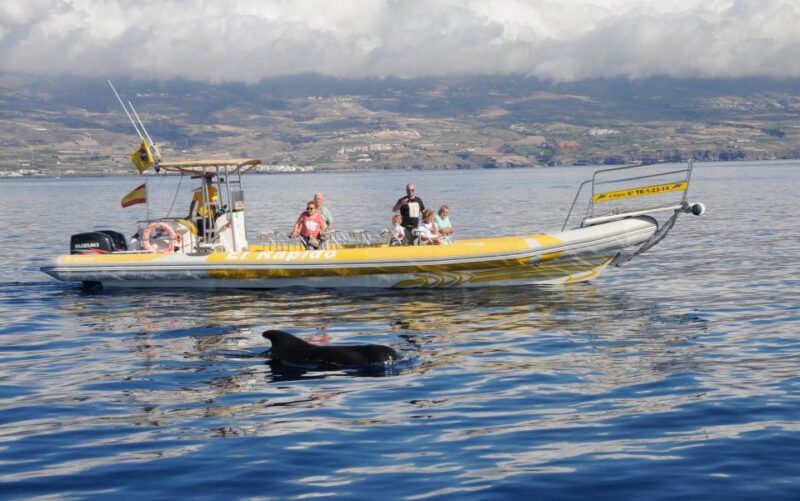 Los Gigantes: Dolphin and Whale Watching Cruise by Speedboat - Key Points