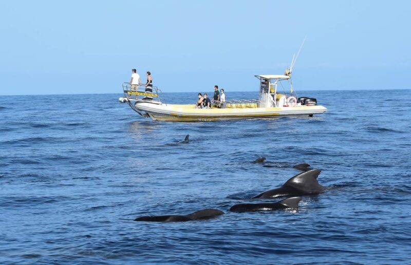 Los Gigantes: Dolphin and Whale Watching Cruise by Speedboat - An Honest Look at the Experience