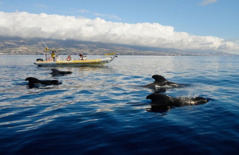 Los Gigantes: Dolphin and Whale Watching Cruise by Speedboat - The Sum Up