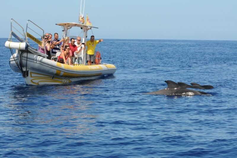Los Gigantes: Dolphin and Whale Watching Cruise by Speedboat - FAQ
