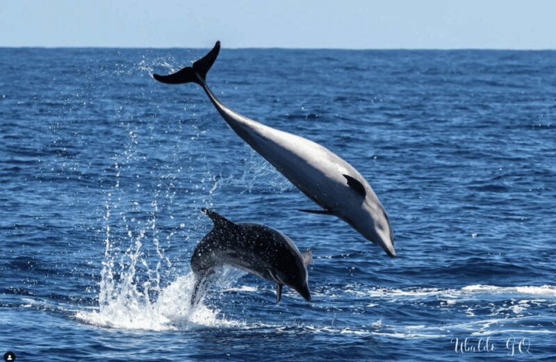 Los Gigantes: Dolphin & Whale Watching Tour on a Pirate Boat - The Sum Up