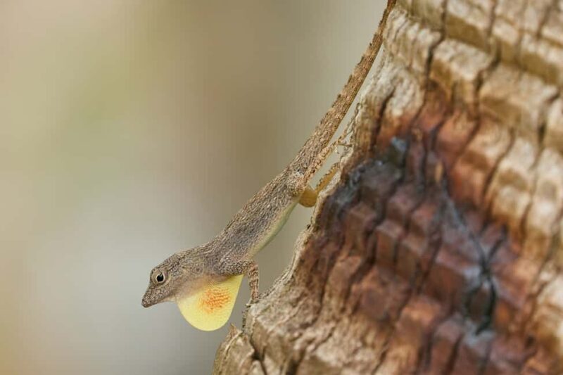 Los Haitises All One: Kayaking, Hiking, Boat, and Swimming - Considering the Price and Value