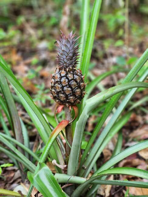 Los Haitises: Boat Excursion and Walking Tour with Lunch - Practical Details and How It Adds Up