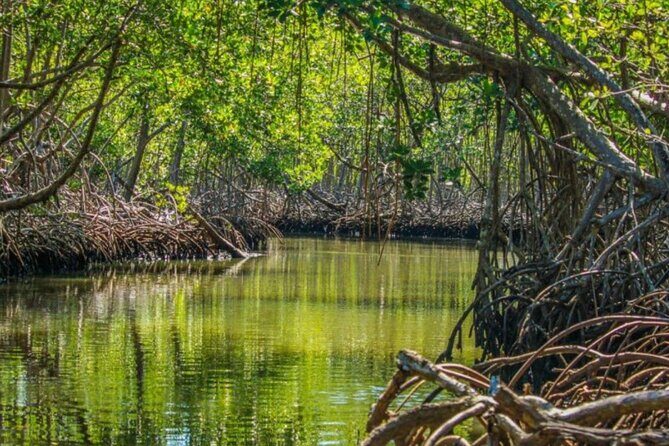 Los Haitises Boat Ride and Caño Hondo Natural Pools - The Traditional Dominican Lunch: A Taste of Local Flavors
