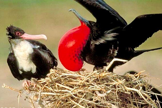 Los Haitises National Park and Cayo Levantado Island Day Trip from Samana - An In-Depth Look at What This Tour Offers