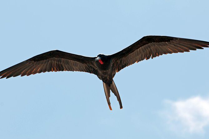 Los Haitises National Park and Cayo Levantado Island Day Trip from Samana - FAQ