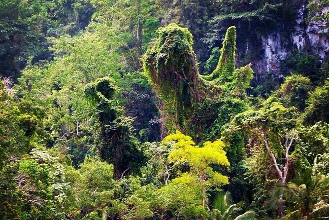 Los Haitises National Park - Hiking in Rain Forest + Private Boat to Caves - Who Might Want to Consider Other Options?