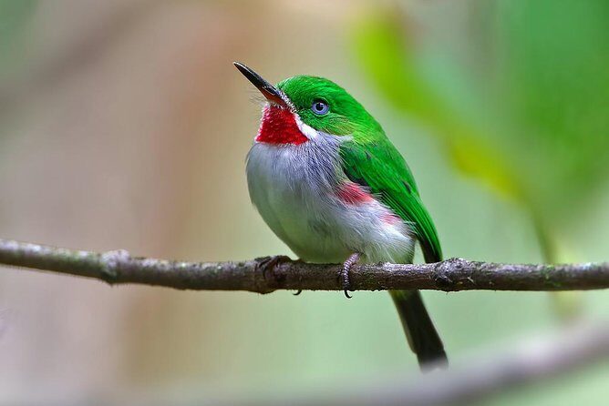 Los Haitises Plus Bacardi Island for Samana Cruise Ship Travelers - A Closer Look at the Tour Experience