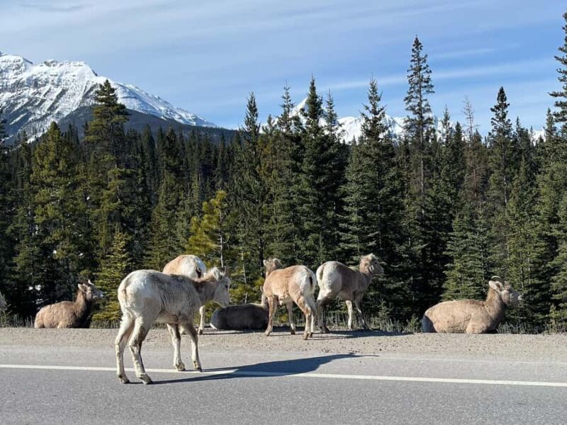 Louise,Moraine/Johnston Canyon,Emerald Lake, Banff/Gondola - Banff Town and Optional Gondola Ride