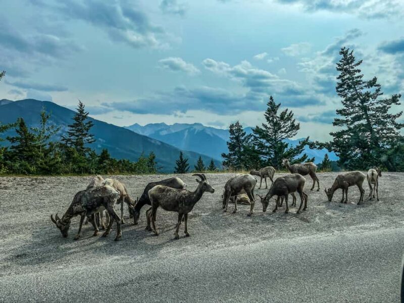Louise,Moraine/Johnston Canyon,Emerald Lake, Banff/Gondola - Who Will Love This Tour?