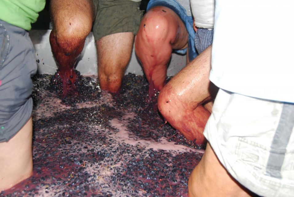 Loulé: Quinta Da Tôr Winery Guided Tour and Wine Tasting - Key Points