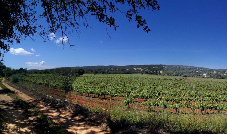 Loulé: Quinta Da Tôr Winery Guided Tour and Wine Tasting - Wine Tasting Options
